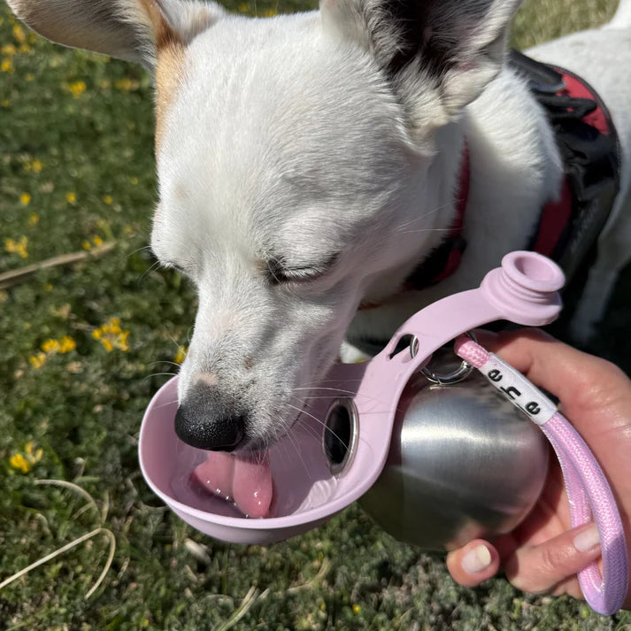 Portable Dog Water Bottle